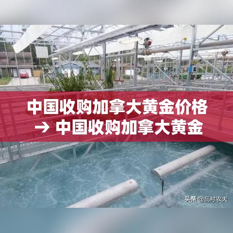 中国收购加拿大黄金价格 → 中国收购加拿大黄金价格走势 中国收购加拿大黄金价格 → 中国收购加拿大黄金价格走势