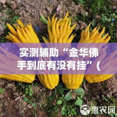 实测辅助“金华佛手到底有没有挂”(透视)其实确实有挂